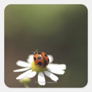 Chamomileの花のてんとう虫 スクエアシール