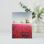 Champ de tulipes et moulins ポストカード (スタンド正面)