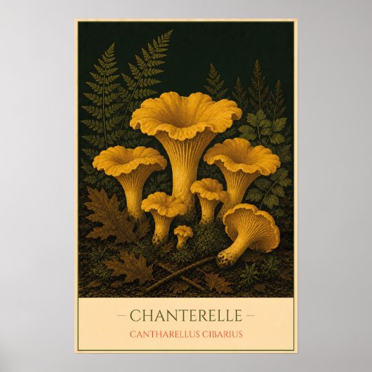 Chanterelle – Vintage Botanical Illustration ポスター (正面)