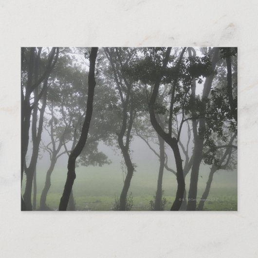 Chao dos Louros, Madeira，ポルトガル ポストカード (正面)