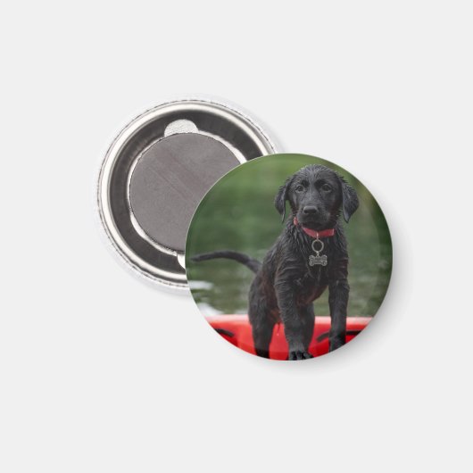 Chapa o imán con imagen de perro. マグネット (正面/裏面)