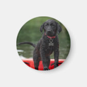 Chapa o imán con imagen de perro. マグネット (正面)