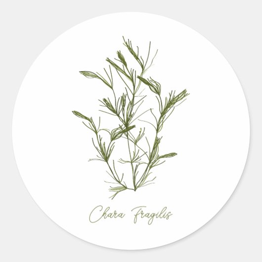 Chara Fragilis 海のインスピレーション  ラウンドシール (正面)