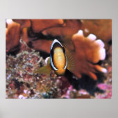Charging Clownfish ポスター (正面)