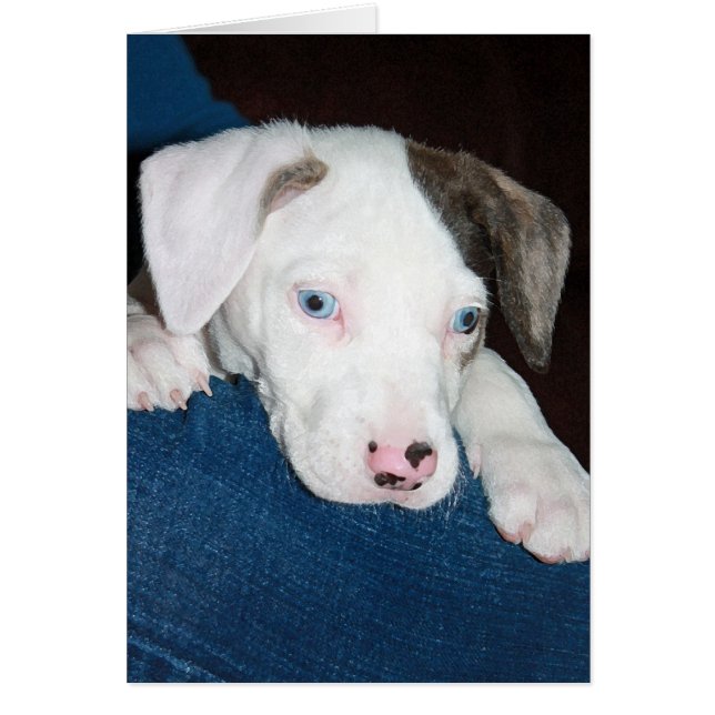 Chari Catahoulaの子犬 (正面)