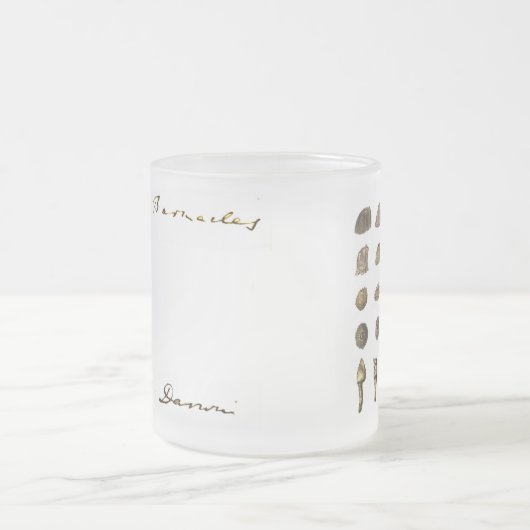 Charles Darwin's Barnacle Mug フロストグラスマグカップ (中央)