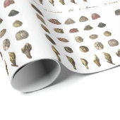 Charles Darwin's  Barnacles wrapping paper ラッピングペーパー (ロールコーナー)