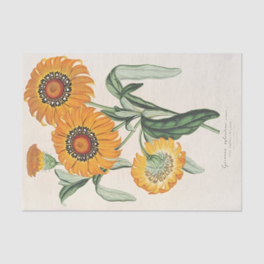 Charles Lemaire著Gazania splendens (hybride) 薄葉紙 (正面)