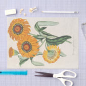 Charles Lemaire著Gazania splendens (hybride) 薄葉紙 (クラフト)