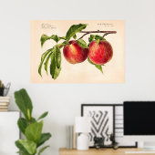 Charles Steadmanによる桃(プルーヌス王室のペルシカ) ポスター (ホームオフィス)