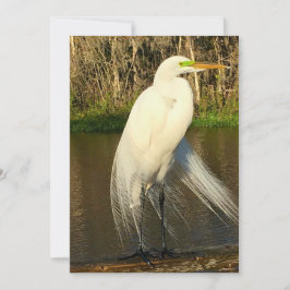 Charlie The Great Egret ノートカード