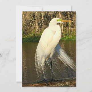 Charlie The Great Egret ノートカード