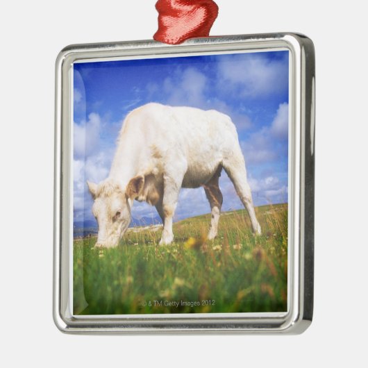 CharolaisはのMannin湾、アイルランド牧草を食べを脅かします メタルオーナメント (左)
