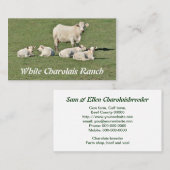 Charolaisは4頭の子牛脅え、 名刺 (正面/裏面)