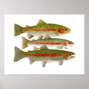 Chasing Rainbows Poster ポスター