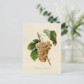 Chasselat de Fontainebleauはがき ポストカード (スタンド正面)