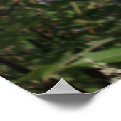 Chaste Tree Purple Flowers ポスター (角)