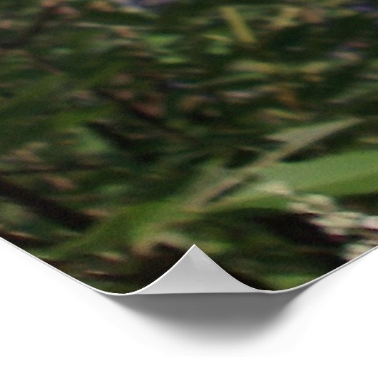 Chaste Tree Purple Flowers ポスター (角)