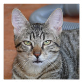 Chat ポスター (正面)