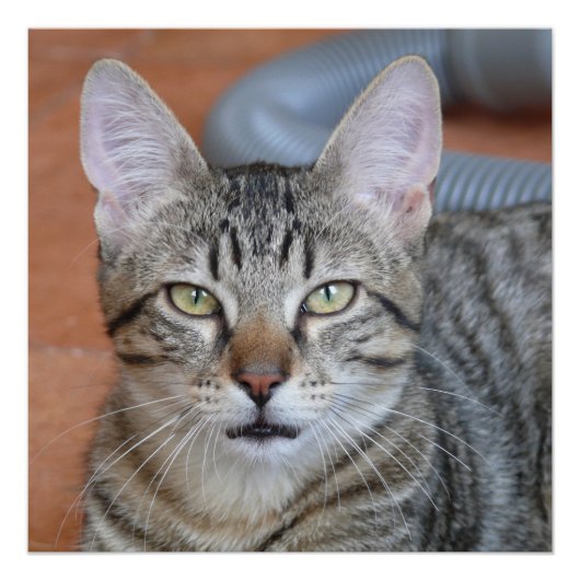 Chat ポスター (正面)