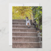 Chat aux aguets (正面)