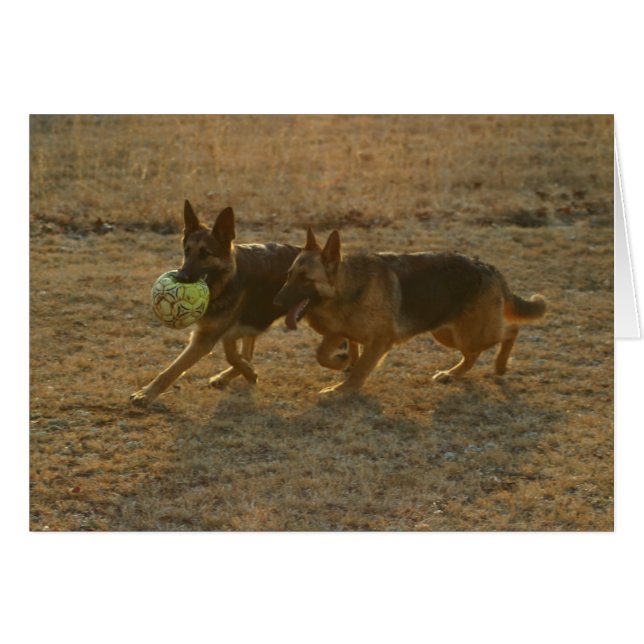 Chauncey及びAbie (正面横)