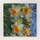 Cheery Daffodils 20"x20"難しい ジグソーパズル (横)