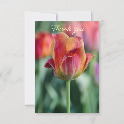 Cheery Tulip Thank You Card サンキューカード (正面)