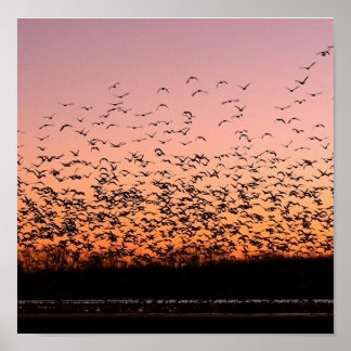 CheerySunset ポスター