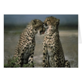 Cheetahの友人