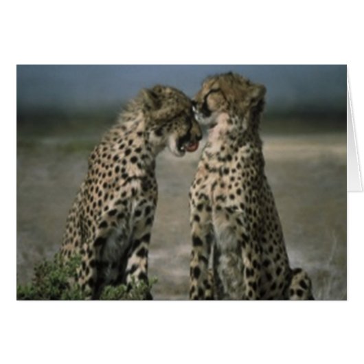 Cheetahの友人 (正面横)