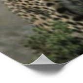 Cheetahの友人 ポスター (角)