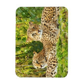 Cheetah仲間 – 野生で休む マグネット (縦)