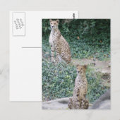 CHEETAH – ダブル表示 ポストカード (正面/裏面)