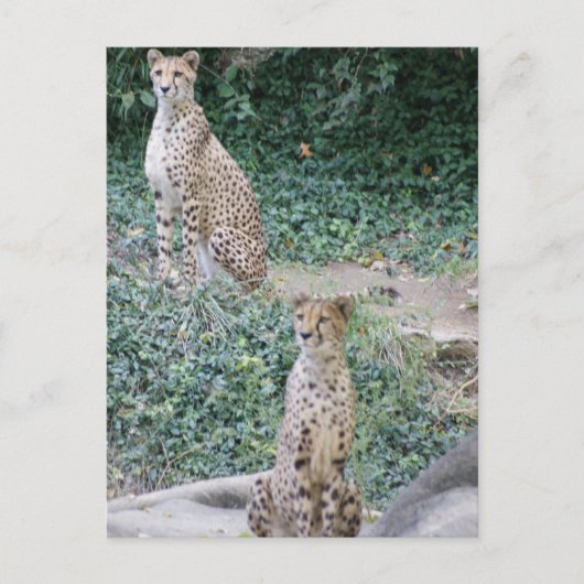 CHEETAH – ダブル表示 ポストカード (正面)