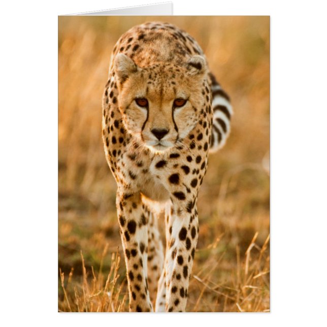Cheetah (Acinonyx Jubatus)ポートレート、Maasai (正面)