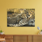 Cheetah, Acinonyx jubatus，マサイ2の子犬 キャンバスプリント (インサイチュ (リビング))