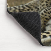 Cheetah, Acinonyx jubatus，マサイ2の子犬 マウスパッド (コーナー)