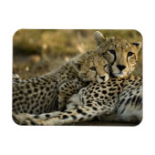 Cheetah, Acinonyx jubatus,マサイ2の子犬 マグネット (横)