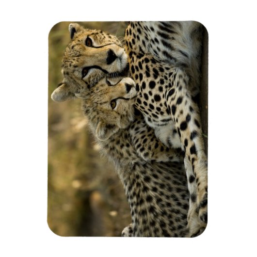Cheetah, Acinonyx jubatus,マサイ2の子犬 マグネット (縦)