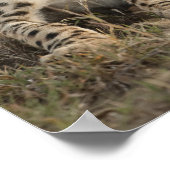 Cheetah, Acinonyx jubatus, cub laying downin ポスター (角)