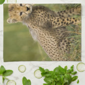 Cheetah, Acinonyx jubatus, with Cub キッチンタオル (折り畳み)