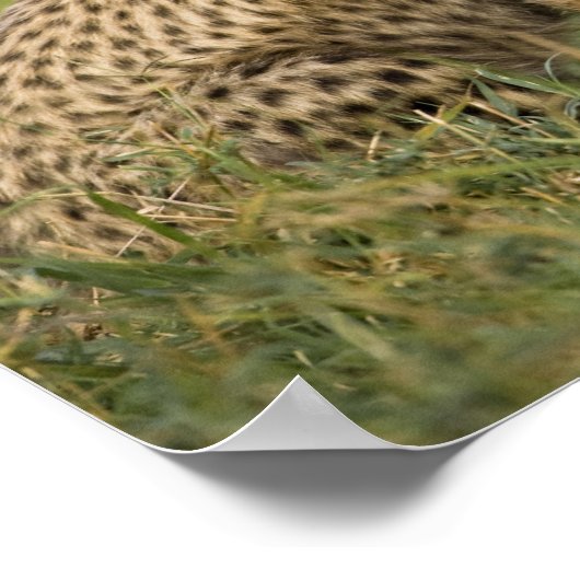 Cheetah, Acinonyx jubatus, with Cub ポスター (角)