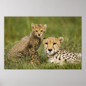 Cheetah, Acinonyx jubatus, with Cub ポスター (正面)