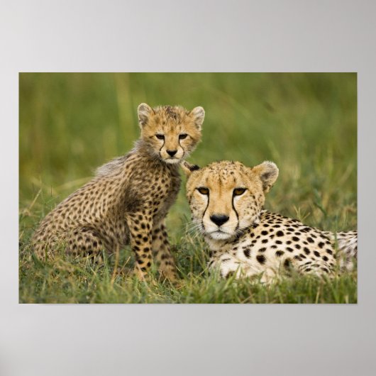 Cheetah, Acinonyx jubatus, with Cub ポスター (正面)