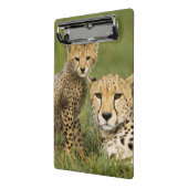 Cheetah, Acinonyx jubatus, with Cub ミニクリップボード (アングル2)