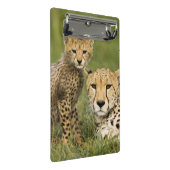 Cheetah, Acinonyx jubatus, with Cub ミニクリップボード (アングル)