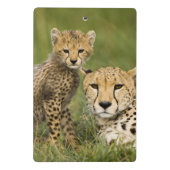 Cheetah, Acinonyx jubatus, with Cub ミニクリップボード (裏面)