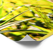 Cheetah, animal of the cat family ポスター (角)