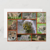 Cheetah-Collage 001ポスター 案内ポストカード (正面/裏面)